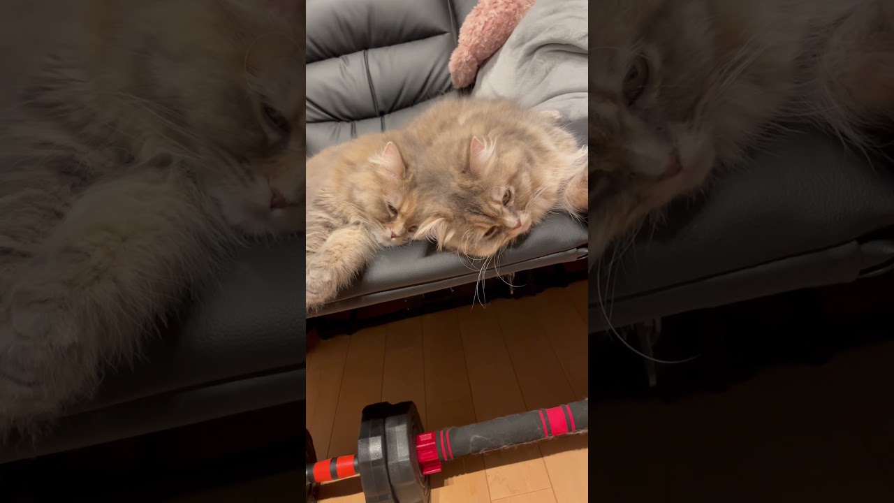 寝る時も仲良しラガマフィン姉妹 #猫のいる暮らし #ラガマフィン #子猫動画