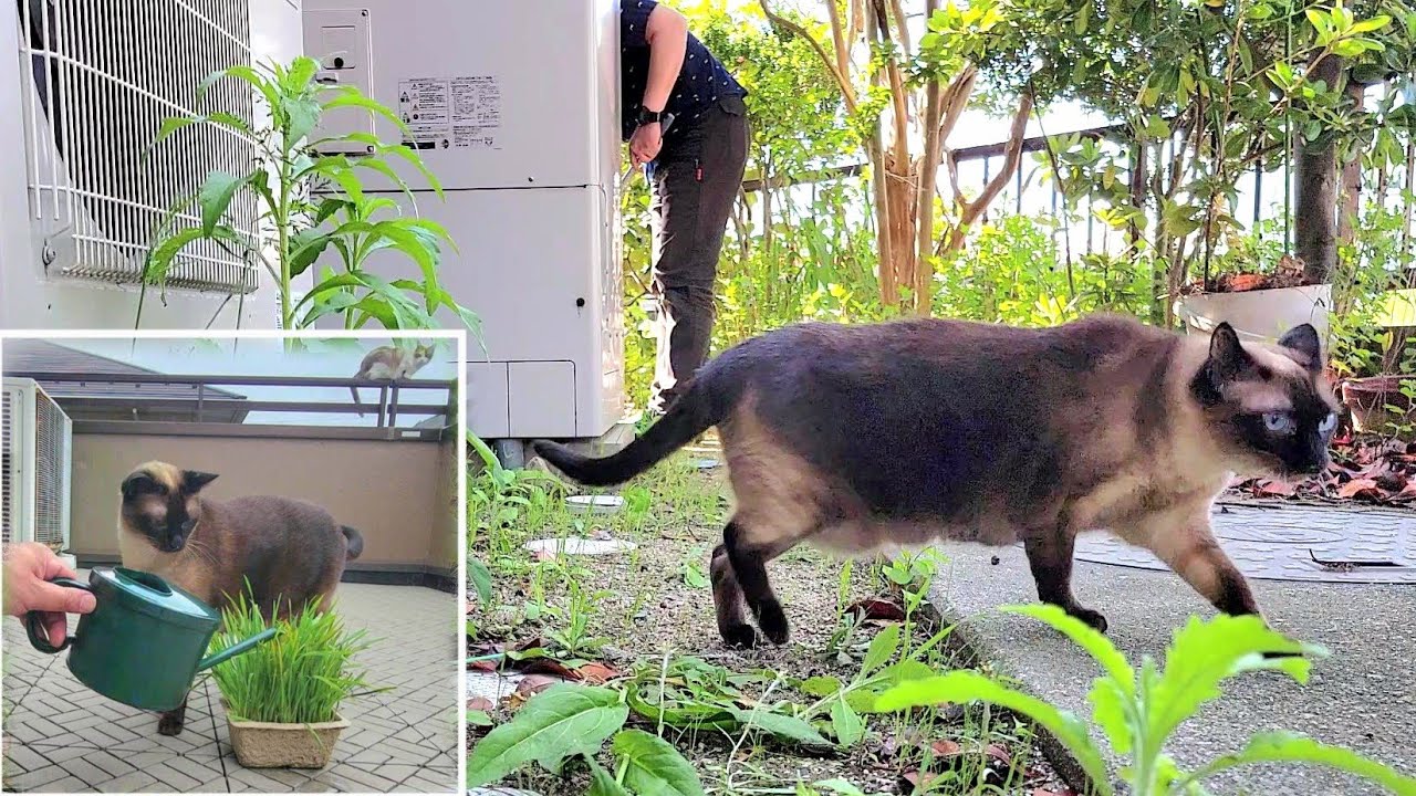 草好きなシャム猫に栽培中の猫草を提供した結果💦