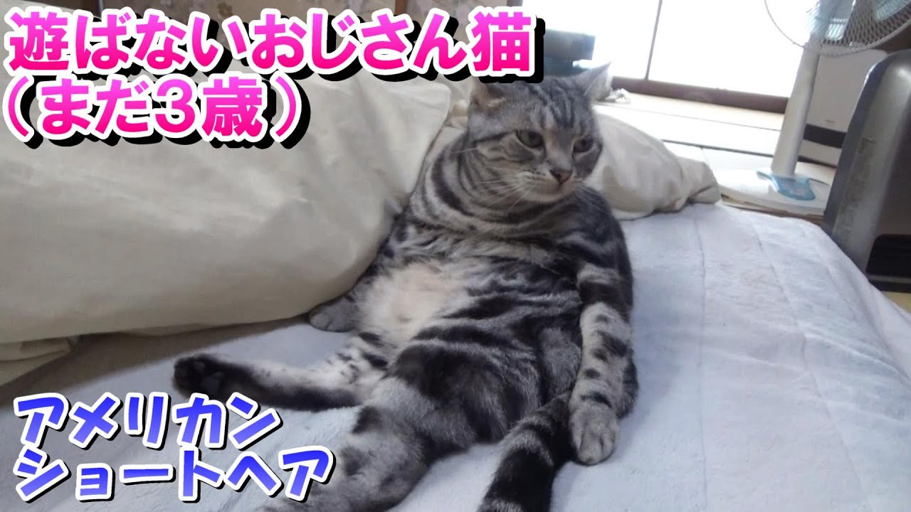遊ばないおじさん猫　まだ３歳の日常（アメリカンショートヘア）