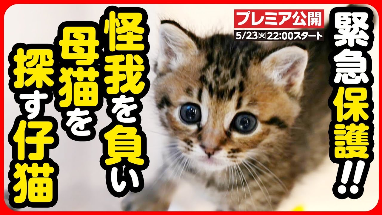 【子猫 保護】母猫とはぐれ、脱腸していた子猫を緊急保護しました
