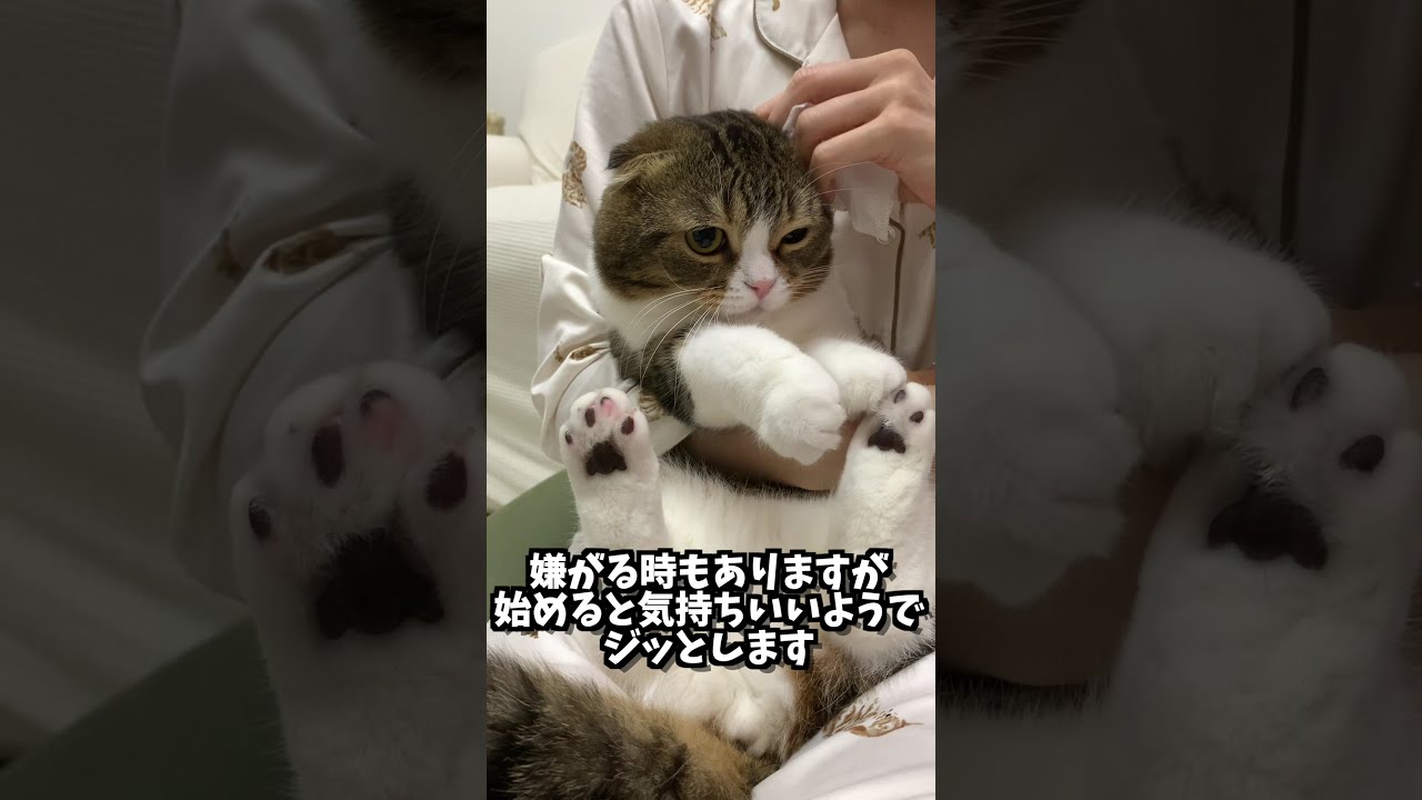 🐈垂れ耳スコティッシュフォールドの耳掃除 #shorts