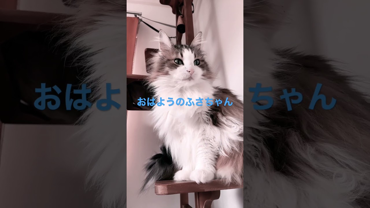 #cat #cats #ノルウェージャンフォレストキャット #shortsvideo #猫 #猫動画 #かわいい猫 #かわいい #大型猫 #猫との暮らし #shorts