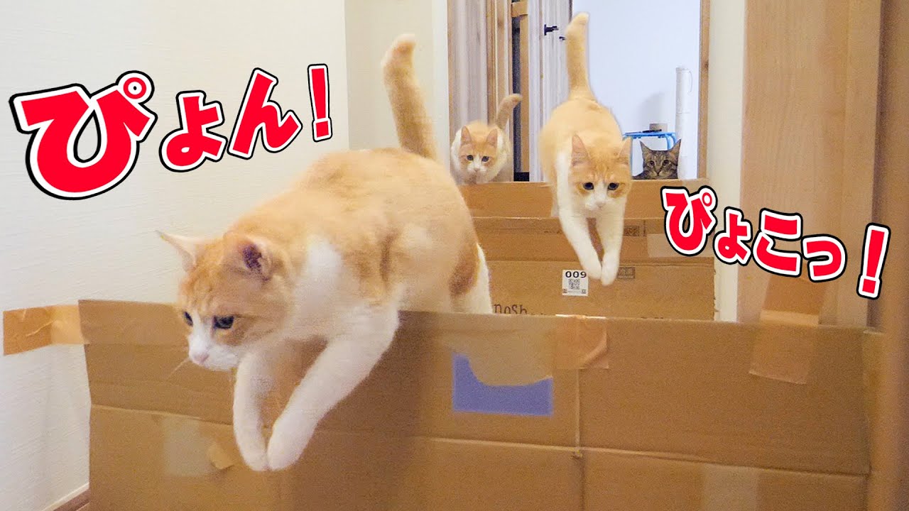 ウサギみたいにぴょんぴょこ飛び跳ねる猫たちがあまりにも可愛すぎましたwww 廊下に猫たち用のハードルを設置したら楽しすぎました。