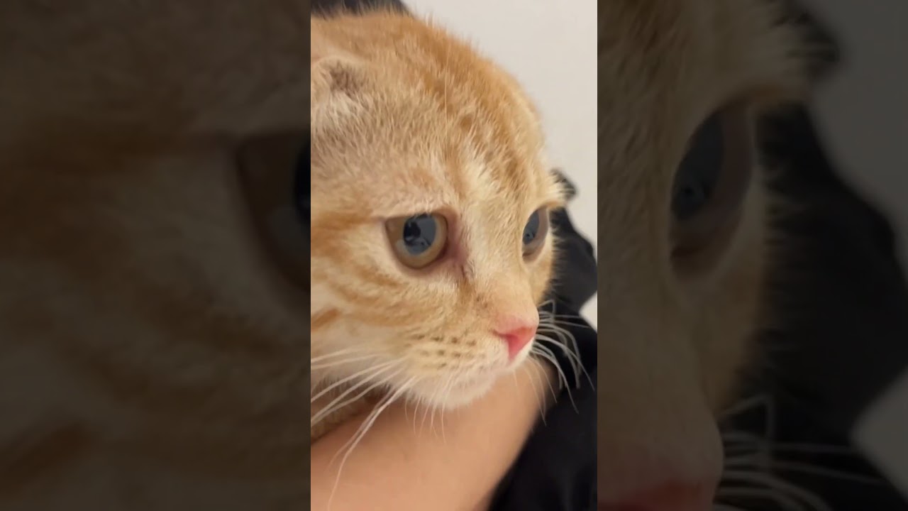 挙動不審な猫 #スコティッシュフォールド折れ耳 #子猫 #かわいい猫