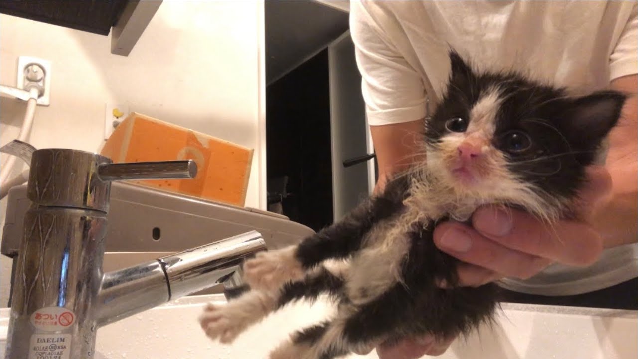 汚い子猫をお風呂に入れたら意外な反応だった‼️子猫保護9日目