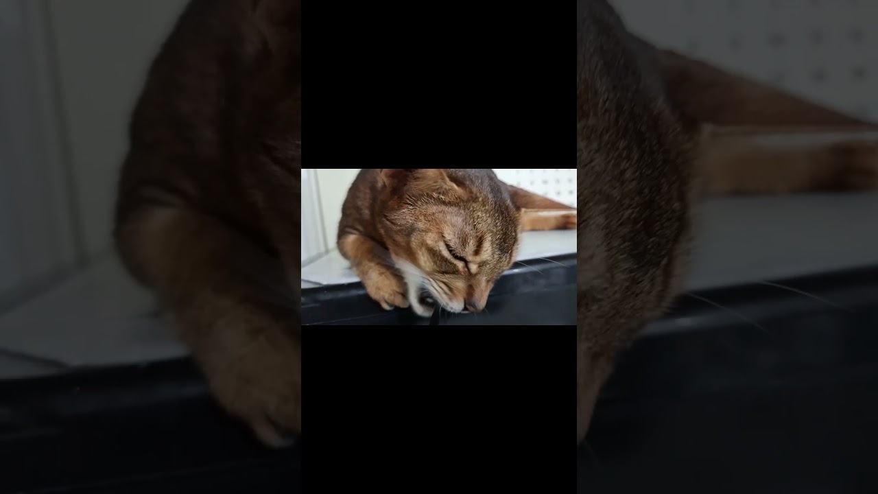 ネコ動画あび＃1443　#shorts　あびの毎日　アビシニアン　あび