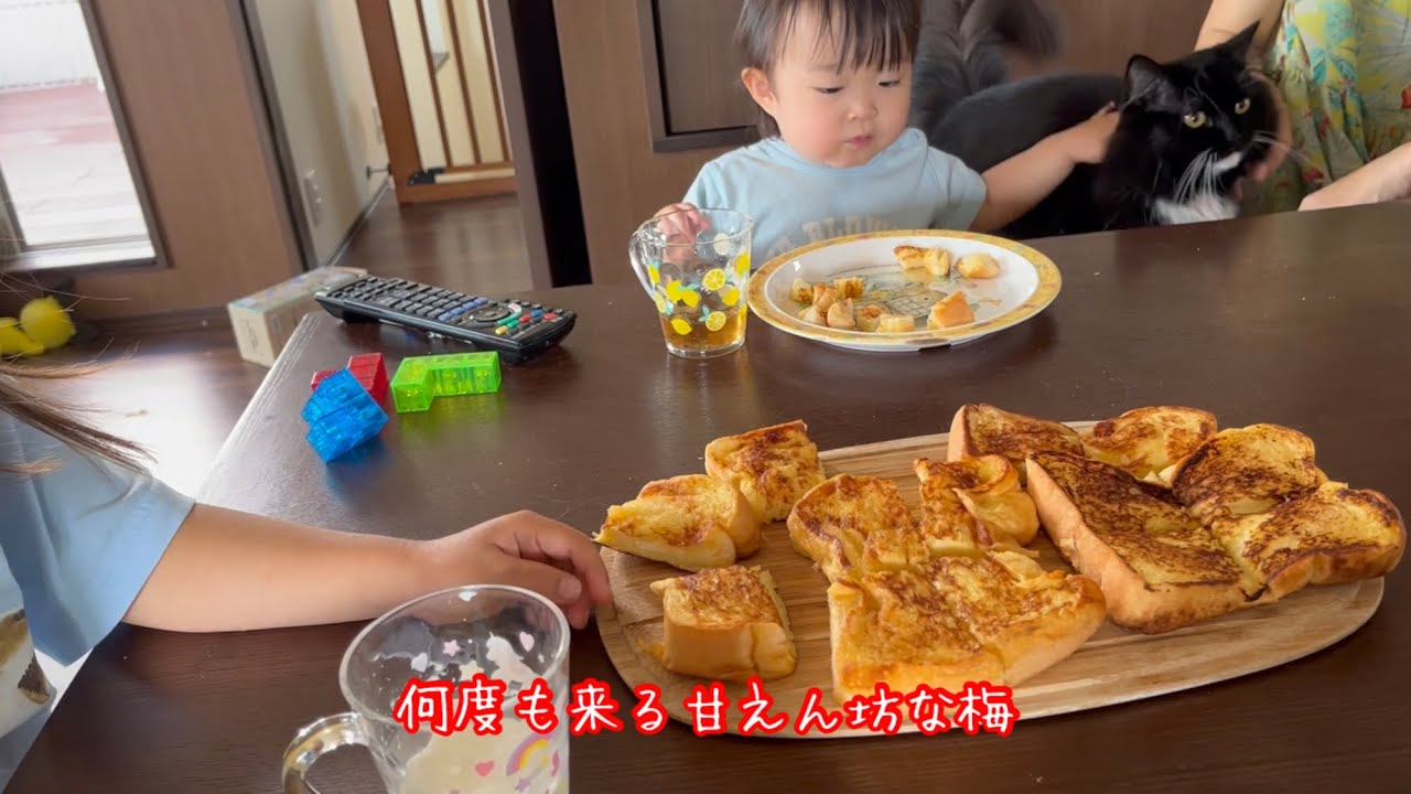 熱が出た赤ちゃんにも構わず甘えに来る猫　ラガマフィン　A cat that comes to spoil a baby with a fever
