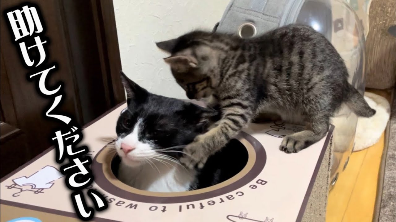 保護当初は猫をかぶっていた子猫の化けの皮が剥がれました…