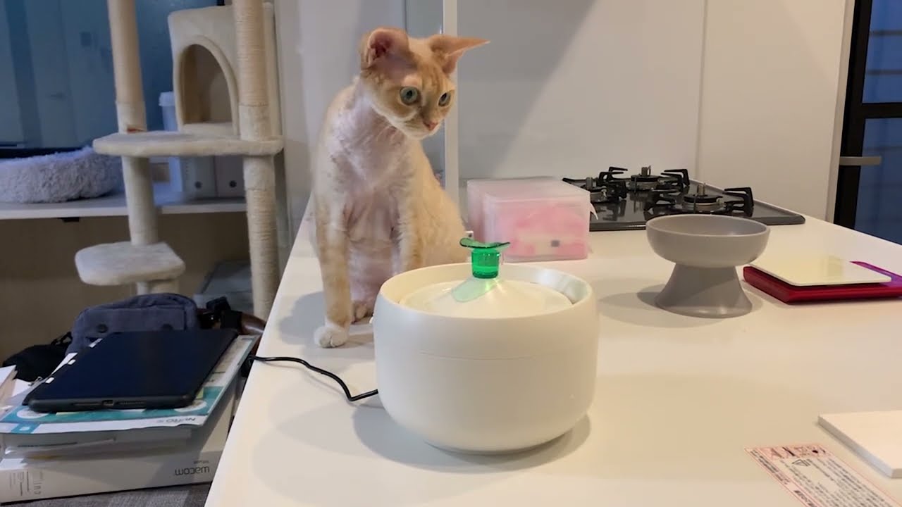 デボンレックス猫のために新しい給水機を買いました(New water feeders for Devon Rex cats)
