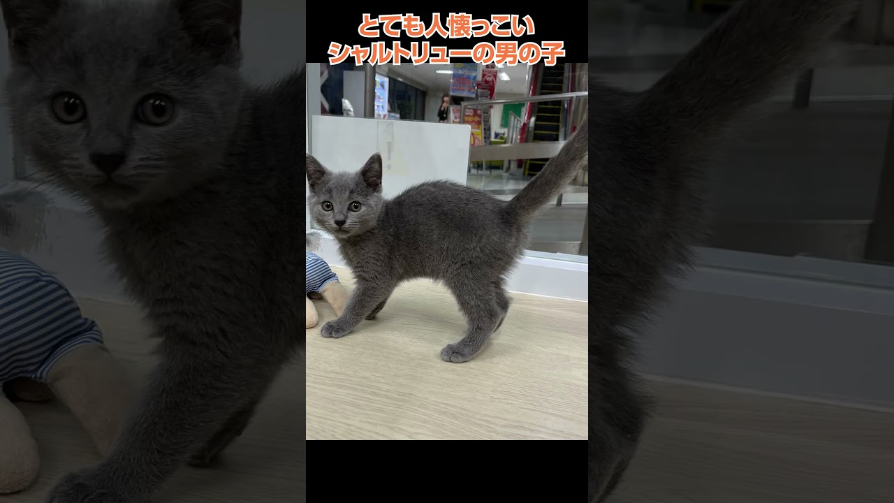 かわいい猫紹介 とても人懐っこいシャルトリューの男の子😺【横浜ペットショップ ベルドック】#shorts #猫動画 #猫のいる暮らし