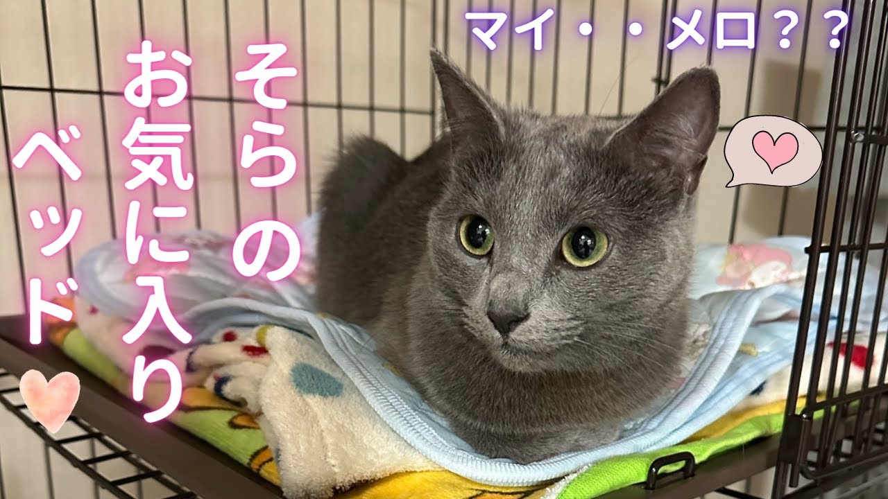 冷んやりベッドでご機嫌な猫（ロシアンブルー）