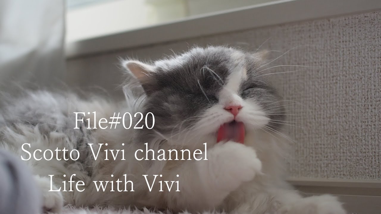 File#020～長毛スコティッシュフォールドと過ごす休日~ Life with cat
