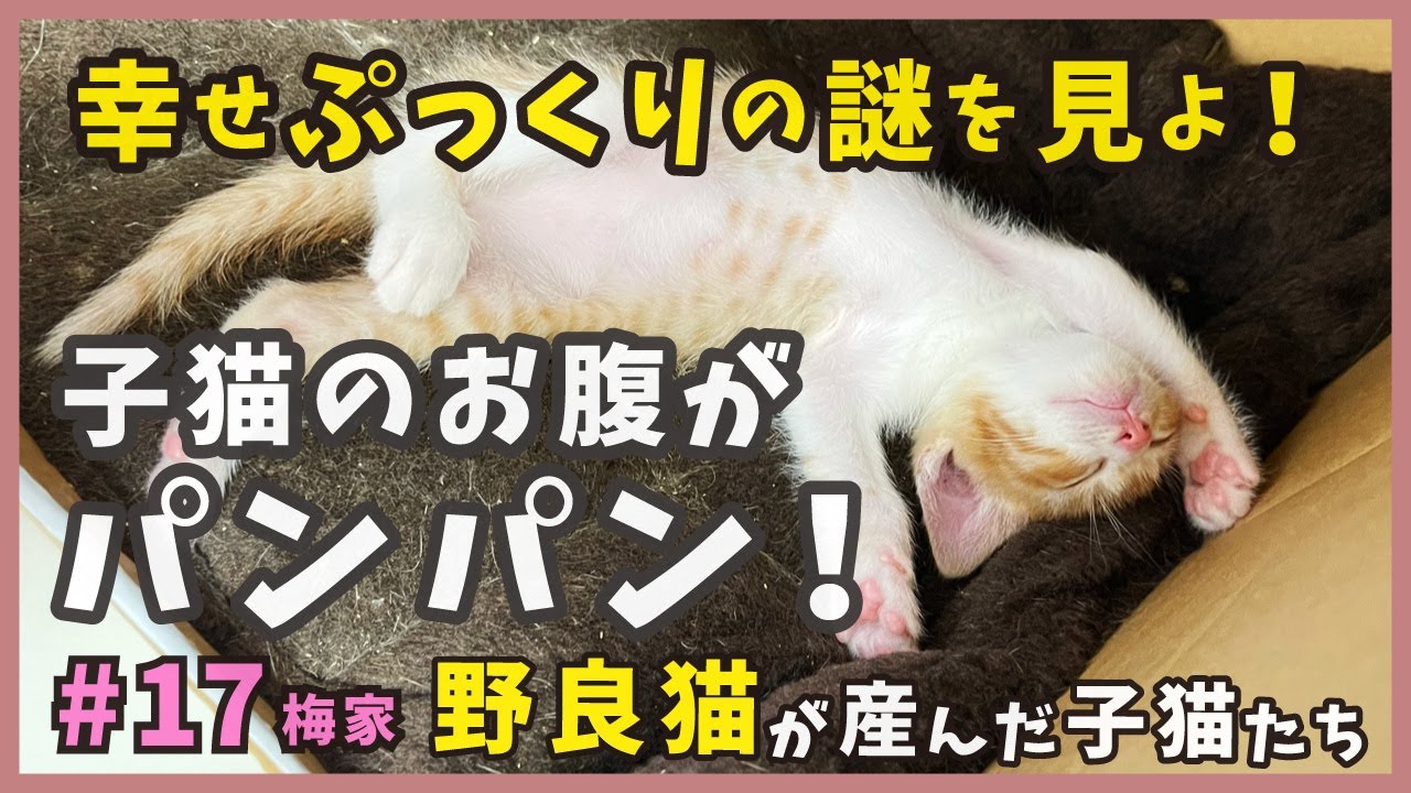 17 母猫との再会で子猫のお腹が爆発！といってもひと晩離れただけなんだけどね…汗。【梅家・子猫の誕生から成長まで】kitten