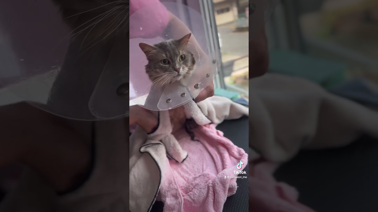 ソマリのはるちゃんが来てくれました　京都市南区　ペットサロンみぃ〜