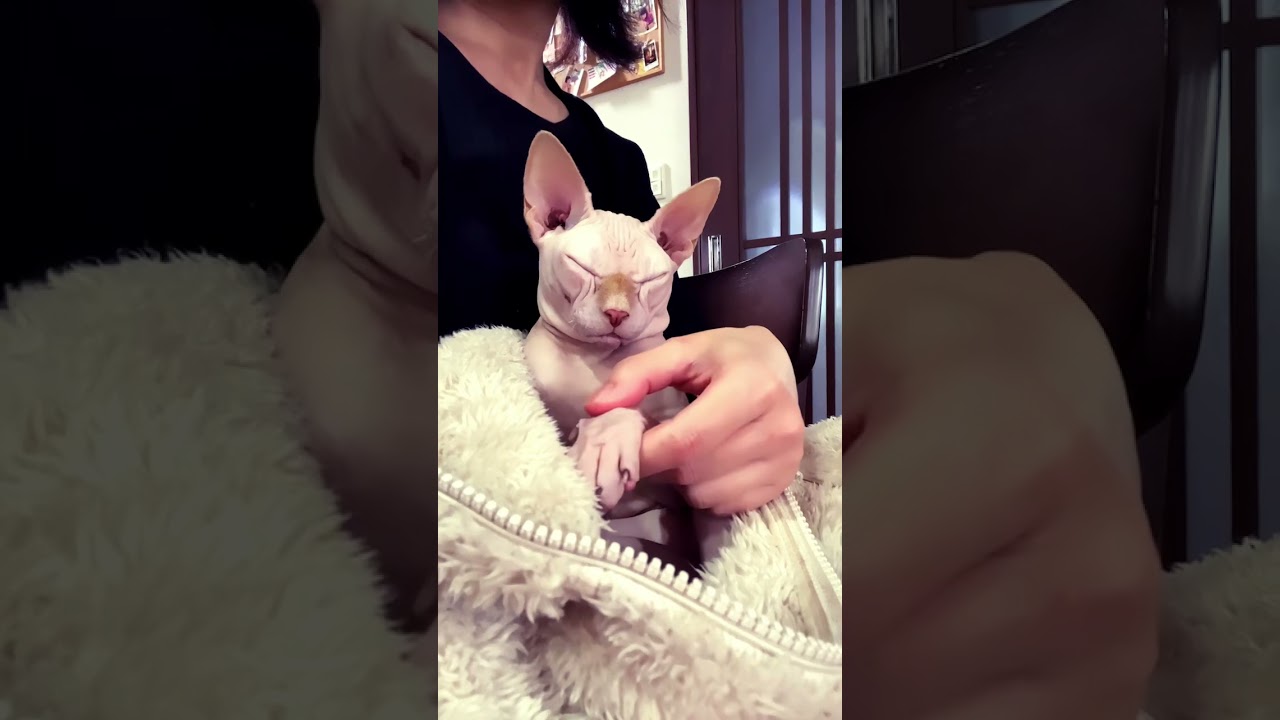 眠りのスフィンクス猫くんと踊ってみる動画 #shorts #XOXO