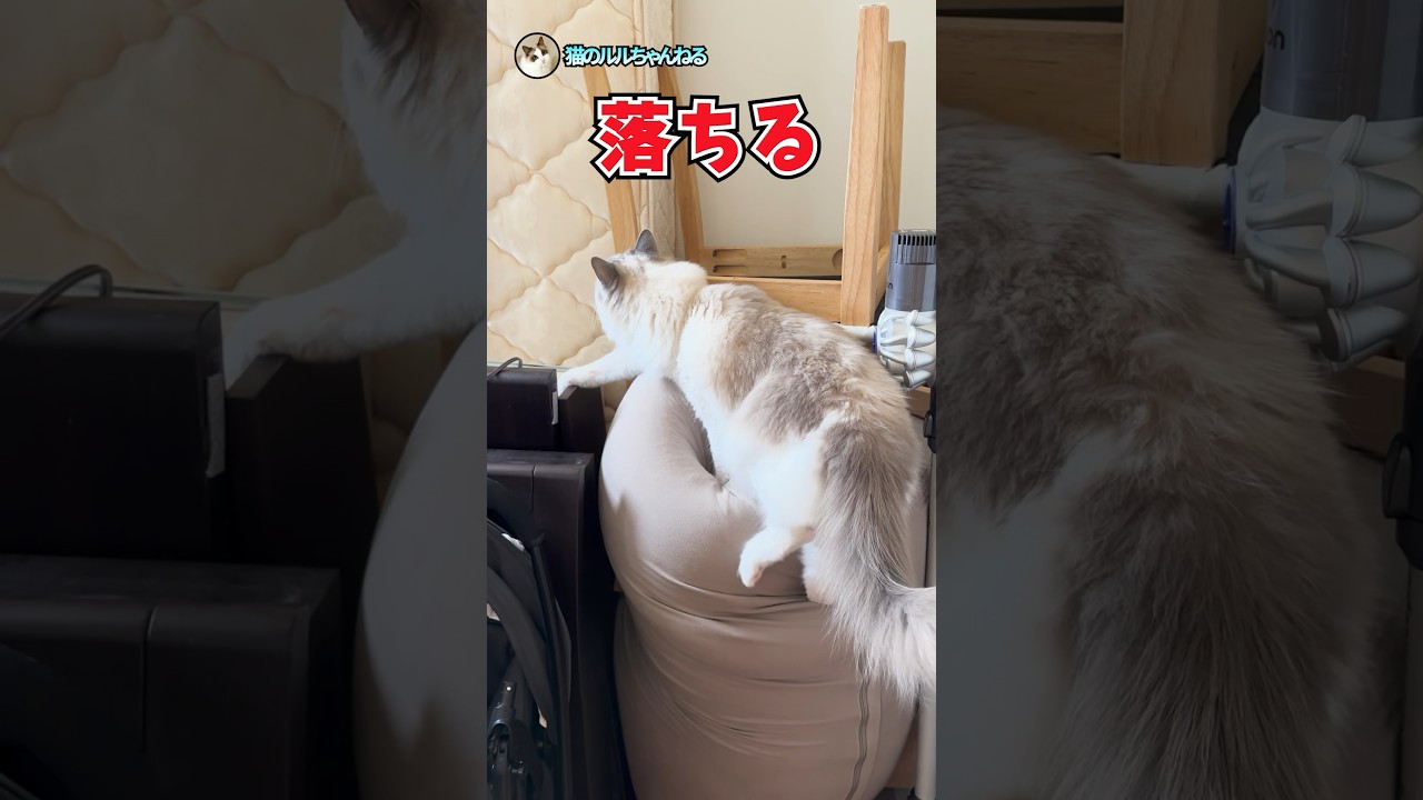 落ちそうになるけど耐える猫 #ラグドール