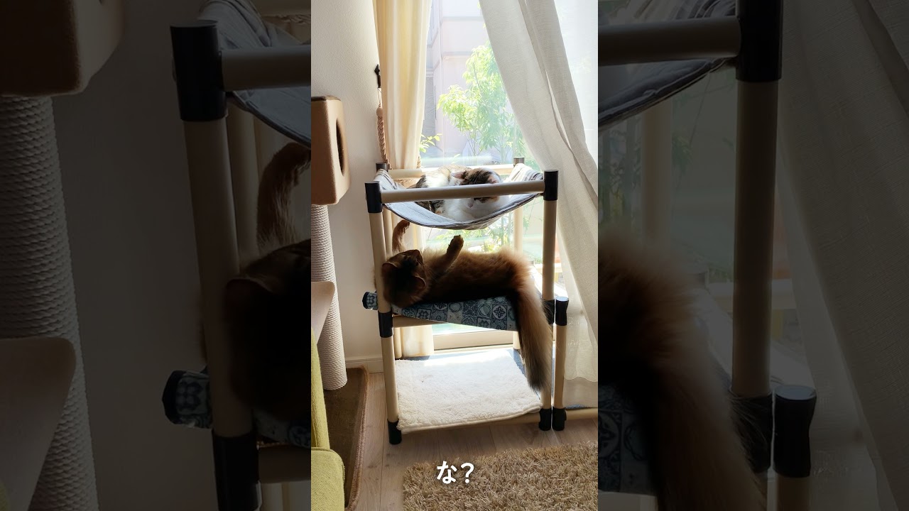 # 100　なにがあっても絶対に邪魔したいソマリ