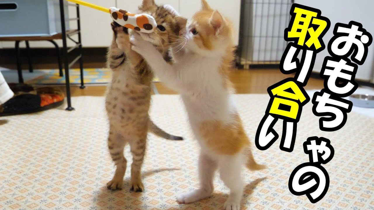 ふたりボッチの子猫が大好きなおもちゃを仲良く取り合う【赤ちゃん猫　保護猫】