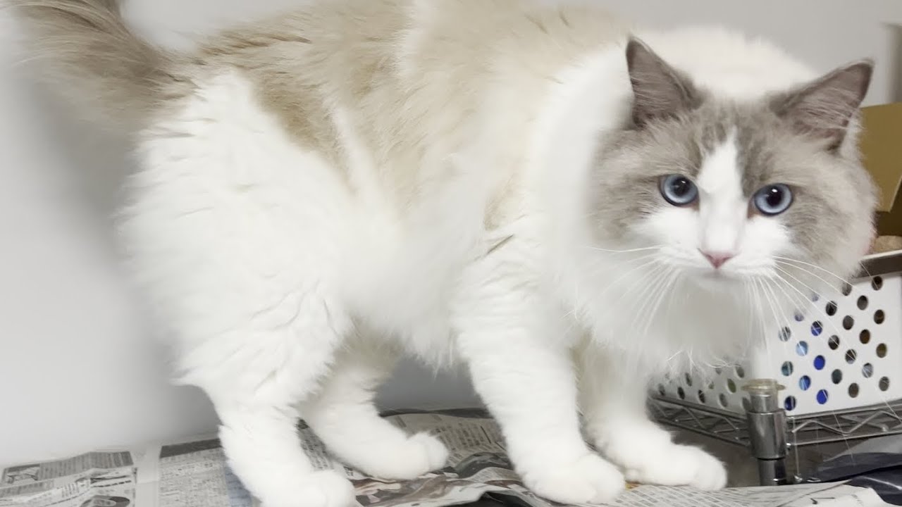 ラグドール猫がクモを見つけたときの鳴き声がかわいすぎた