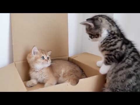 For kitten Mimi, the first impression of kitten Coco was bad...