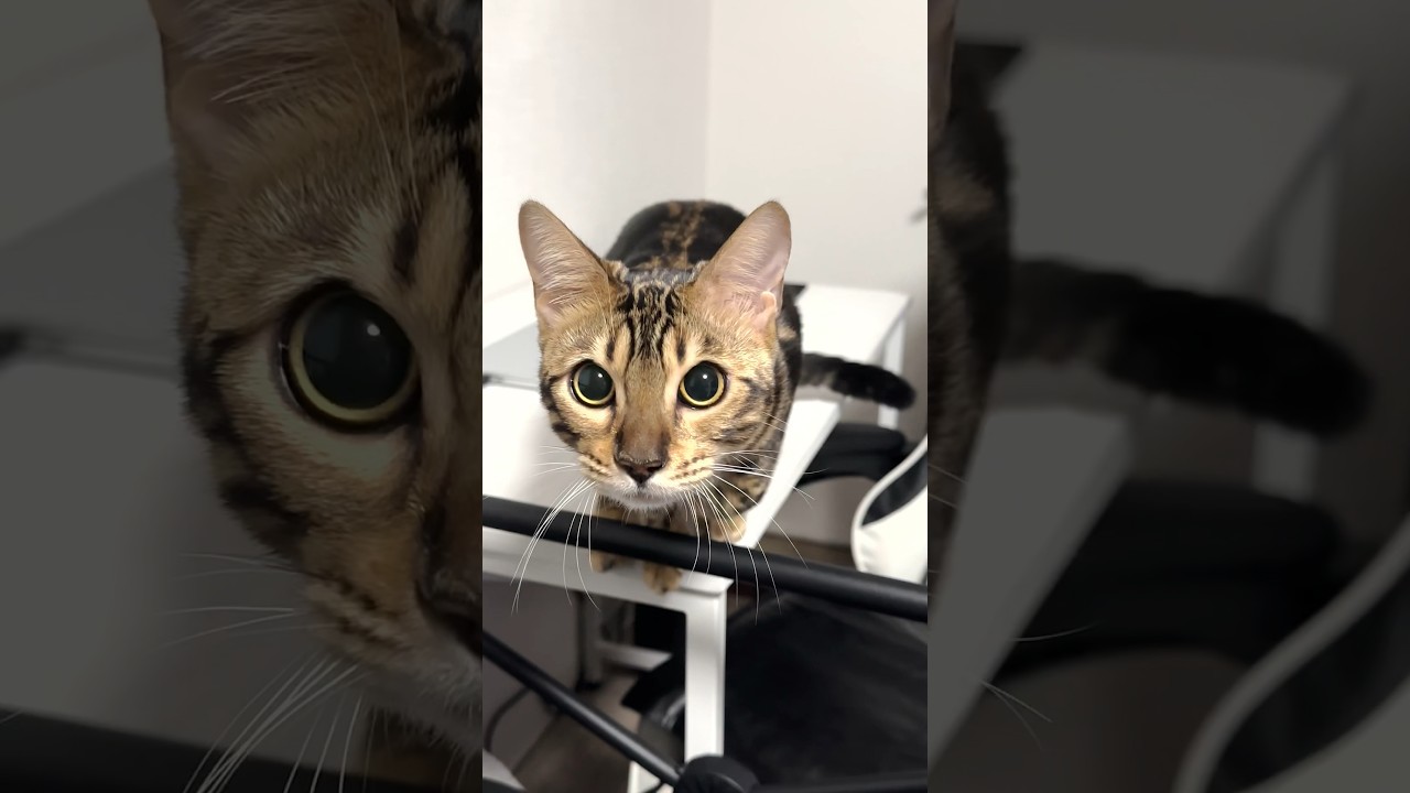 まんまるおめめで飛んでくる！！【子猫】#shorts #cat #ベンガル