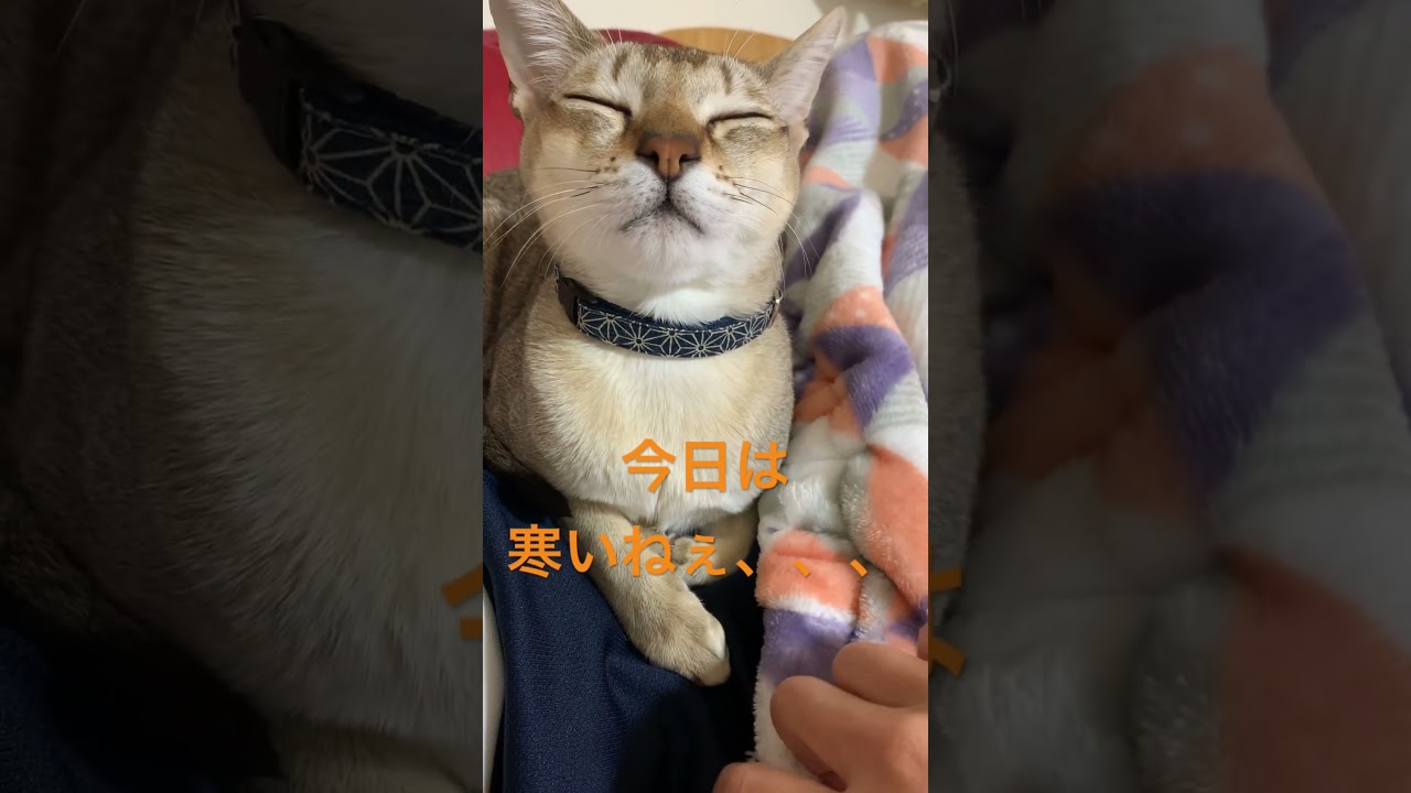 今日はさむいね #シンガプーラ