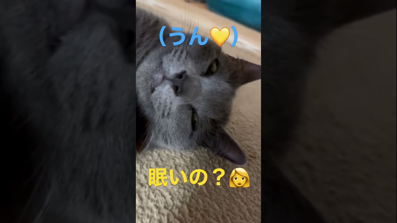 眠くてトロ〜ン顔が可愛い猫（ロシアンブルー）#shorts