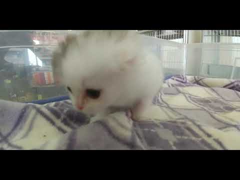 スコティッシュフォールド 【ブルータビー&ホワイト】折れ耳の可愛い男の子💙