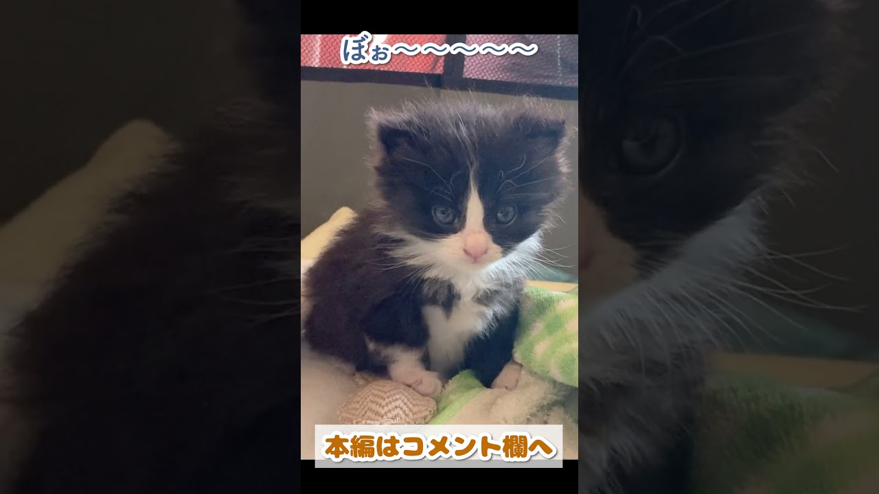 爆睡したらホームベースみたいな寝癖がついちゃった子猫 #shorts