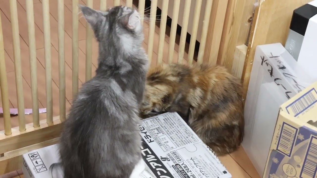 若いメインクーン子猫姉妹