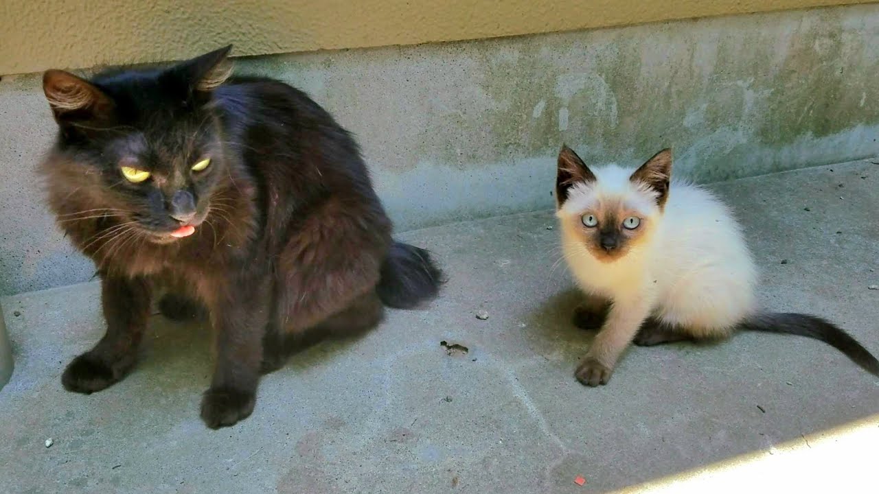 シャム子猫達の世話をしてる時に2匹の猫が股座へ座込んで来た💦