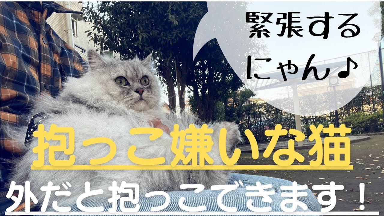 【猫品種ラガマフィン】抱っこ嫌いな猫も外だと抱っこできます
