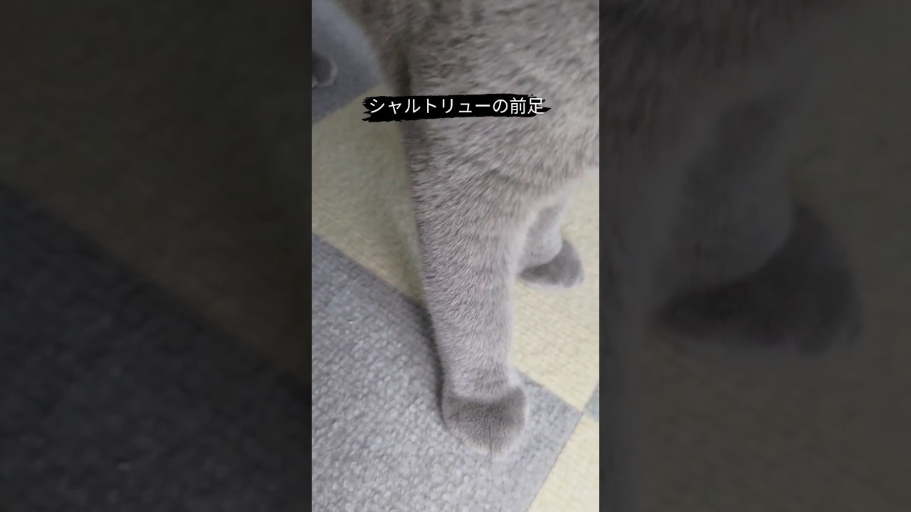 猫のシャルトリューの部位紹介