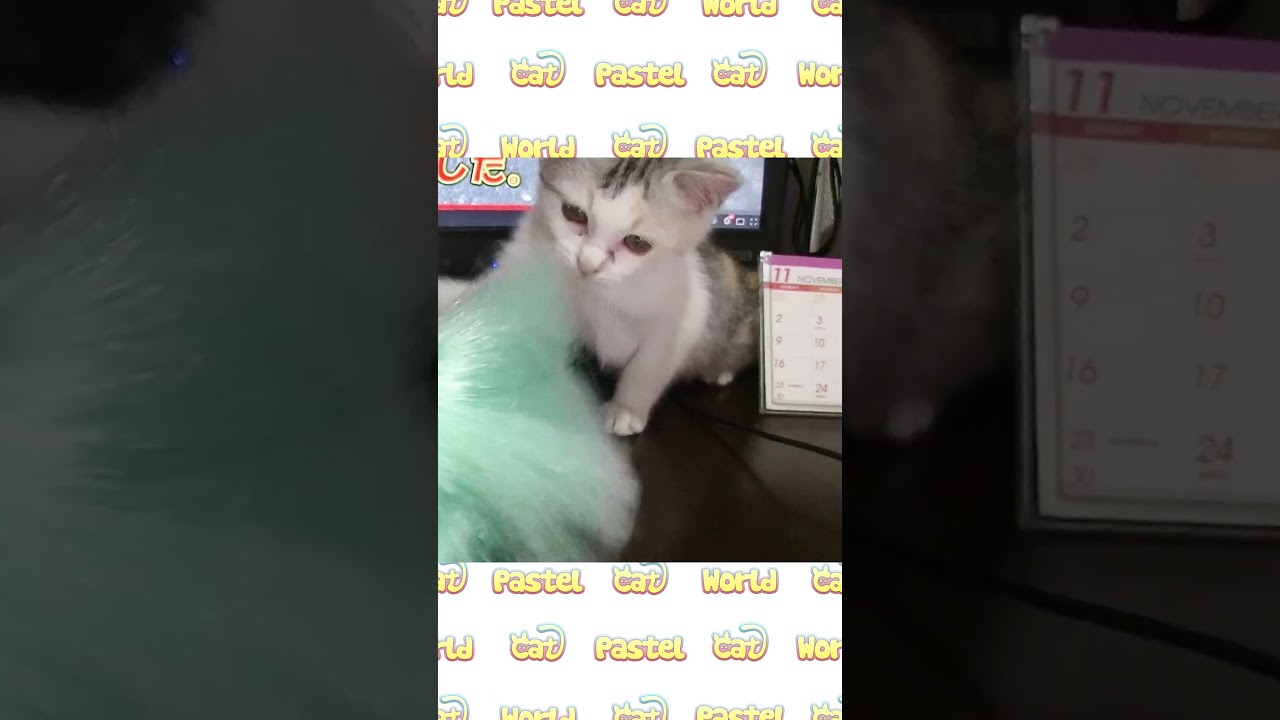 お掃除の邪魔をする子猫のネコ吉 #Shorts