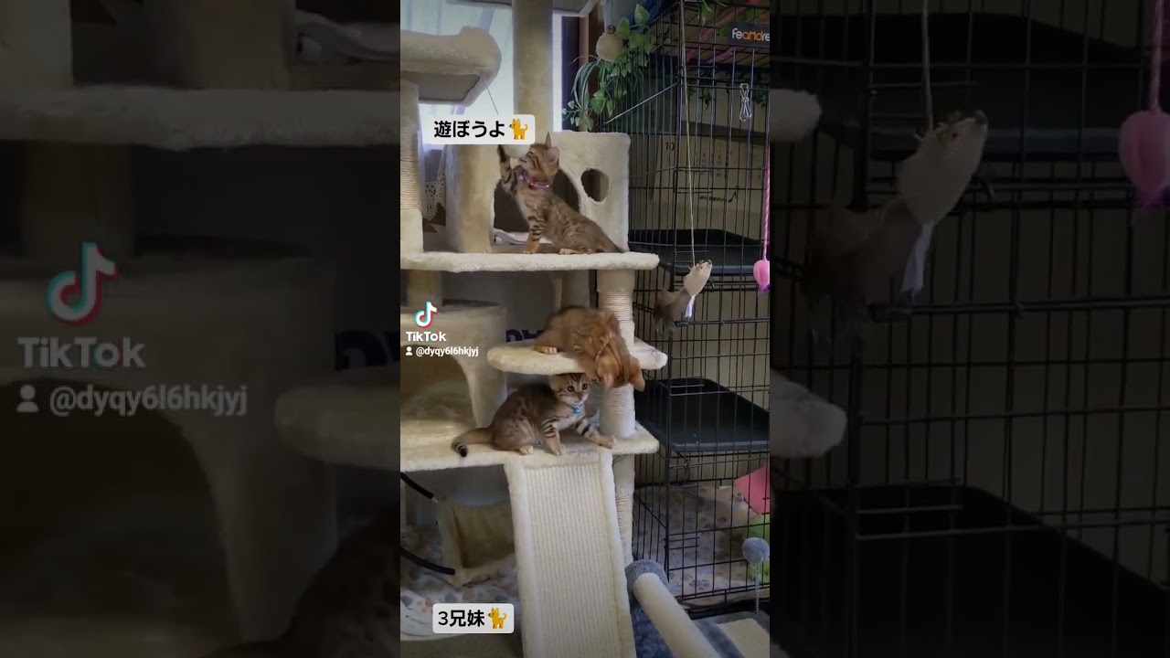 #ベンガル #こねこ