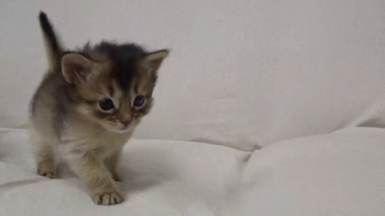 [ソマリ］離乳中の子猫　ルディ　2