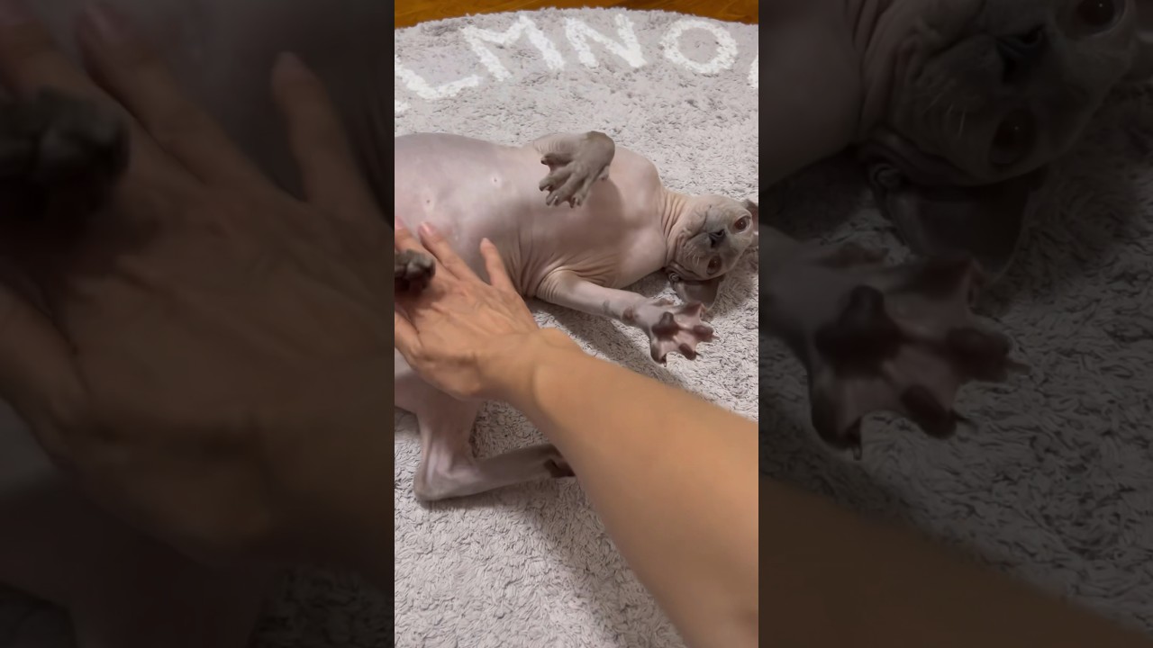 ママの部屋へ来て甘える毛のない猫【スフィンクス猫】