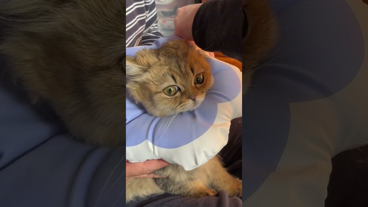 お花猫#shorts〜ペルシャ猫