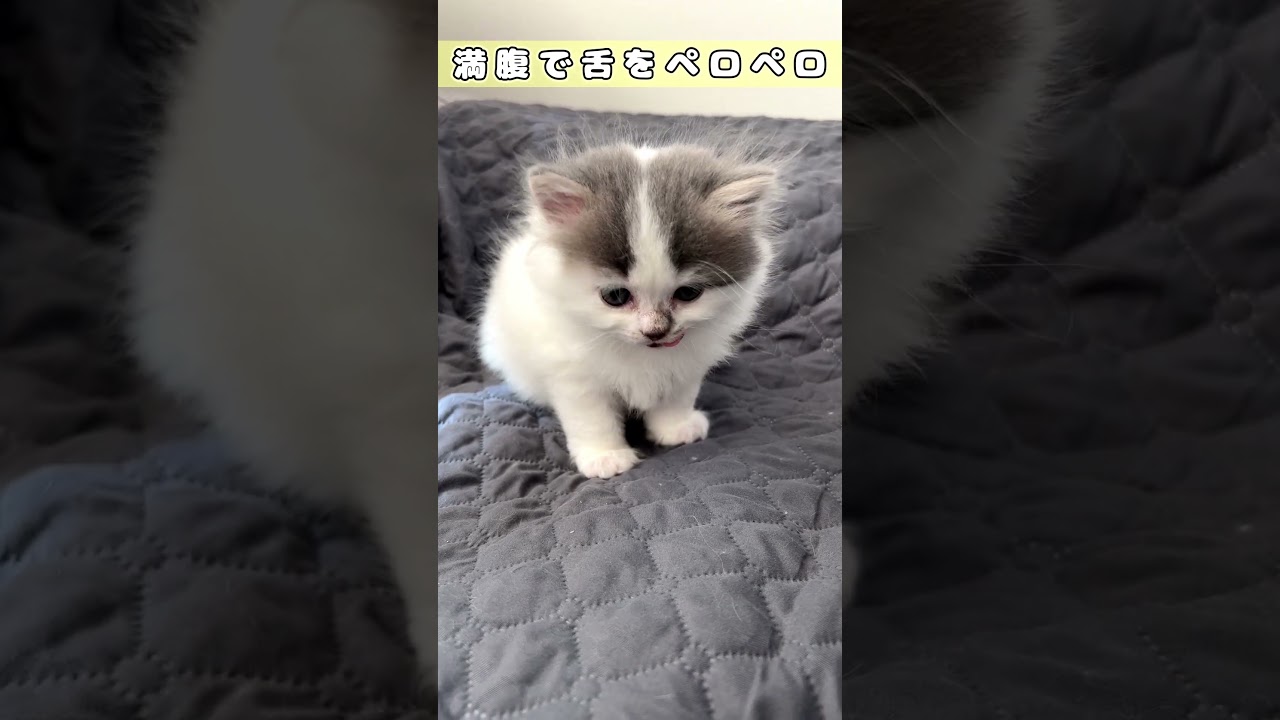 【離乳食爆食いするラガマフィン子猫】　　#shorts　#ラガマフィン　#子猫