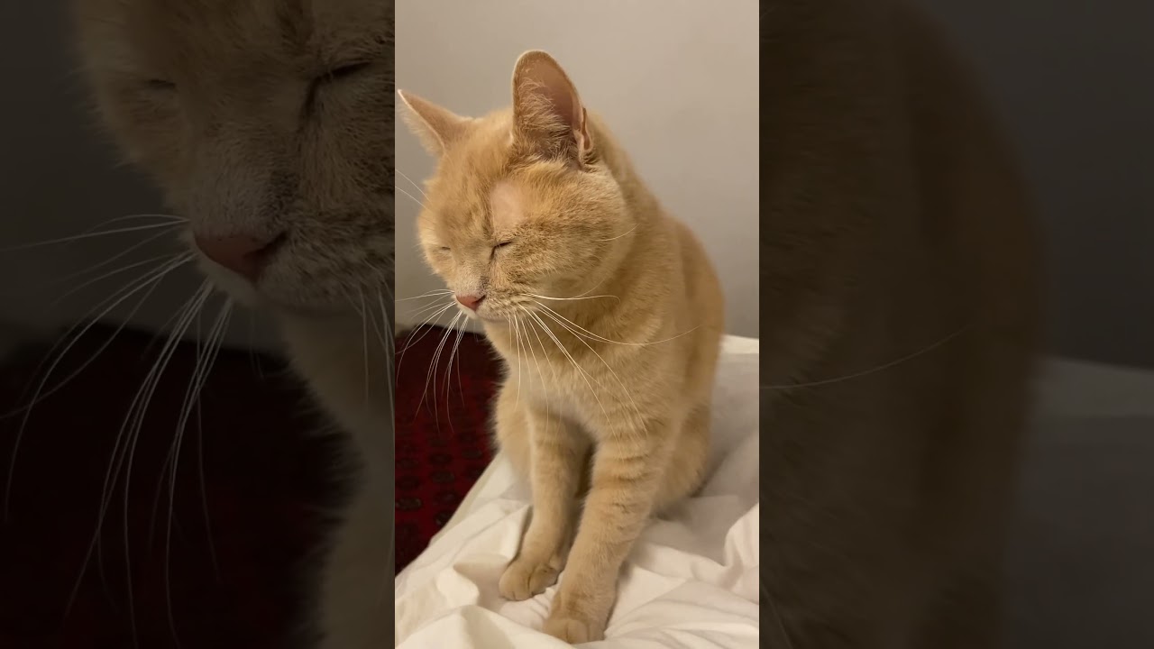 Max the Manx #manx #cats #gingercats #kneefing #makingcookies #dreamy #kitty #cute #cutecats #love