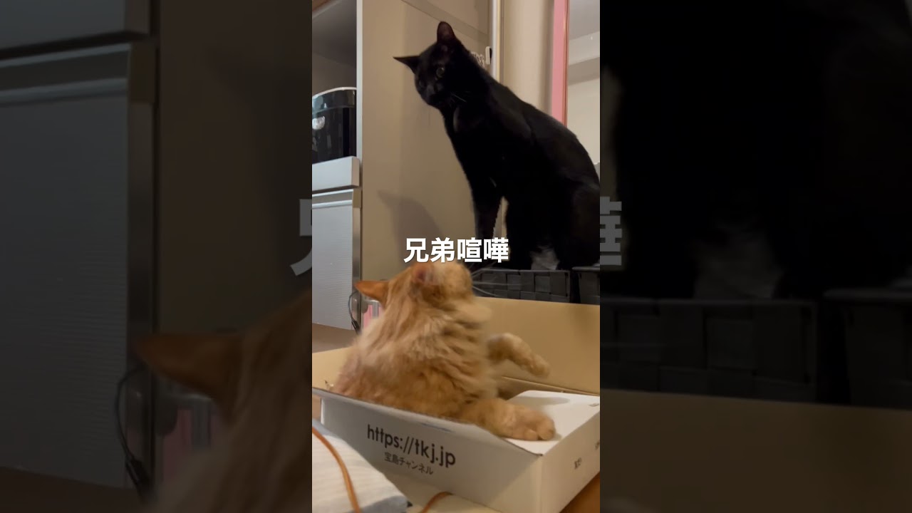 #猫#保護猫#猫のいる暮らし#先住猫#新入猫#譲渡会#cat#ネコ#ねこ#猫好き#茶トラ#黒猫#鍵尻尾#ボブテイル#茶トラ女子部