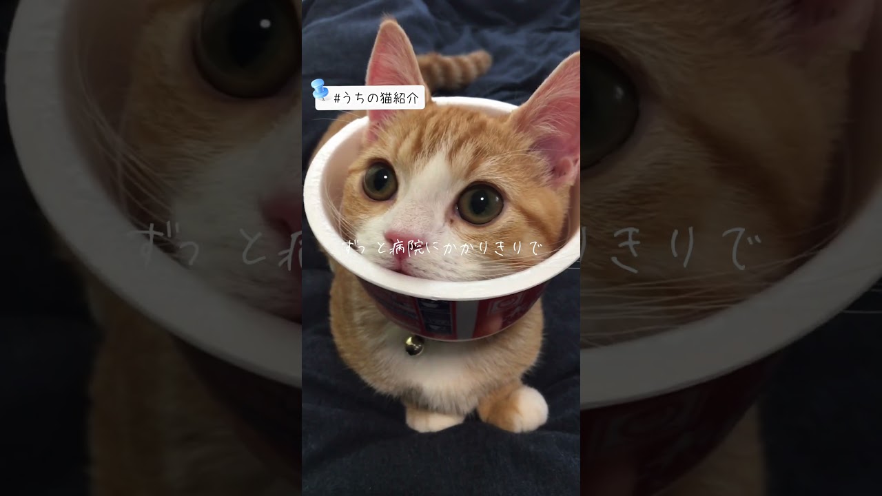 【お手する猫】短足マンチカンのぽんずです♪ #猫 #猫かわいい #cat  #shorts