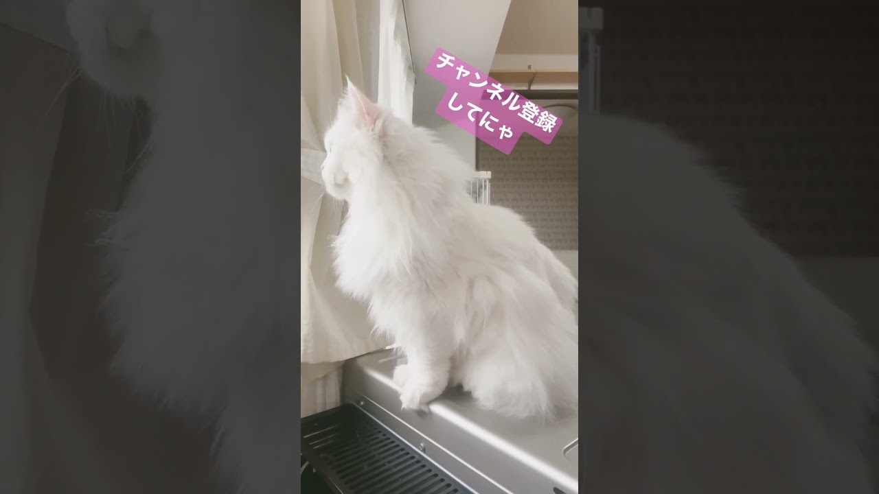【りおちゃん】癒しの白猫はこちら
