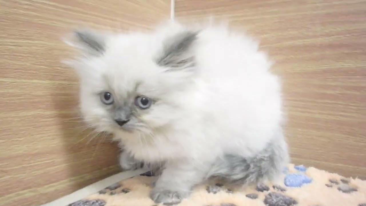 Coo&RIKU　No00601459 ヒマラヤン