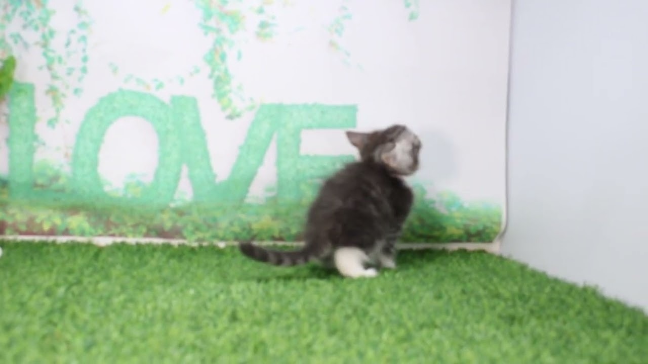 ペットショップcoo&riku No.626079　ノルウェージャンフォレストキャット