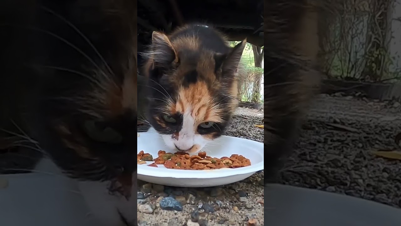 駐車場で暮らす茶猫と長い毛の三毛猫が美味しそうに食べた。A brown cat and a calico cat living in a parking lot ate food.　 Vol.568