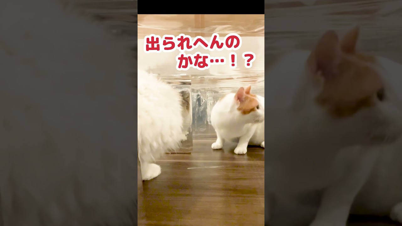 『鏡の迷路』に迷い込んだ猫達がコチラ #shorts