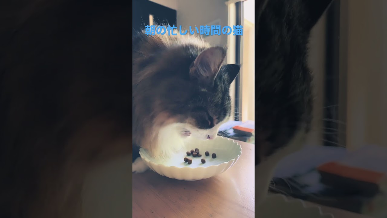 忙しい時間も猫は可愛い #cat #cats #ノルウェージャンフォレストキャット #shortsvideo #猫 #猫動画 #かわいい猫 #大型猫 #猫との暮らし #shorts