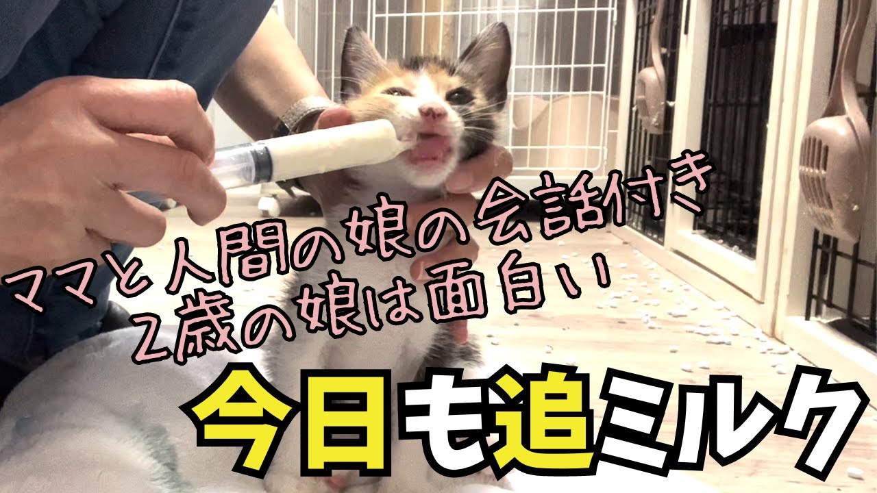 子猫の追ミルクしながらの娘との会話が面白い
