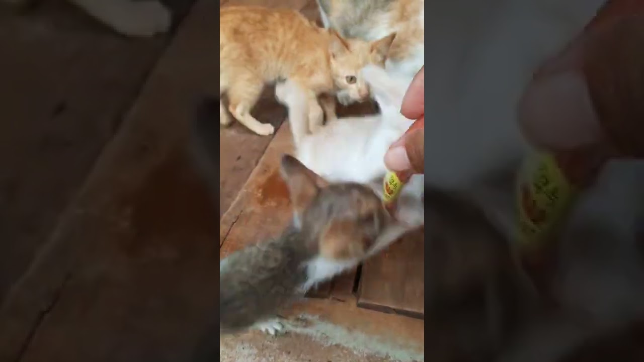 Aggressive or Descipline? #shorts